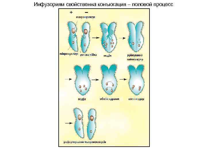 Каким номером на рисунке обозначена стадия конъюгации инфузории