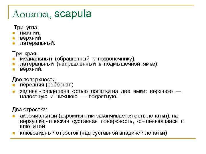 Лопатка, scapula Три угла: n нижний, n верхний n латеральный. Три края: n медиальный