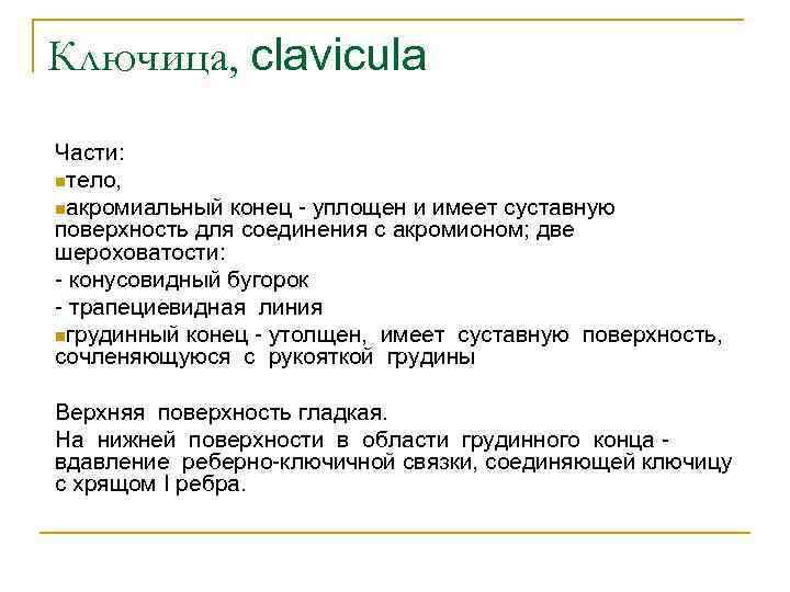 Ключица, clavicula Части: nтело, nакромиальный конец - уплощен и имеет суставную поверхность для соединения