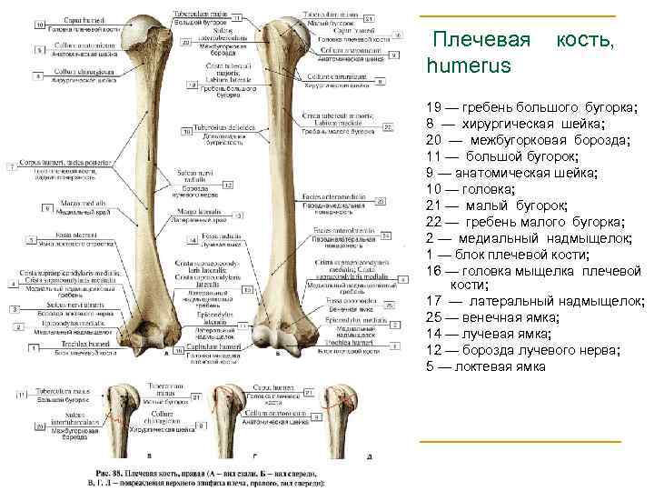 Где находится гребень подвздошной кости на скелете человека фото