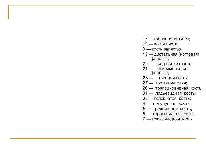 17 — фаланги пальцев; 13 — кости пясти; 9 — кости запястья; 19 —