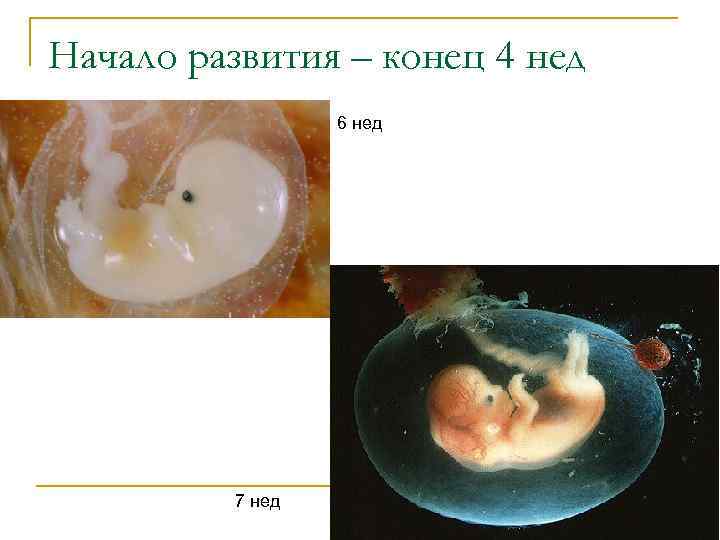 Начало развития – конец 4 нед 6 нед 7 нед 