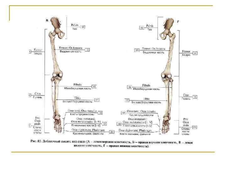 Левая конечность. Кости нижней конечности анатомия таблица. Скелет нижней конечности правой вид спереди. Скелет нижних конечностей человека латинское. Строение нижних конечностей человека вид сзади.