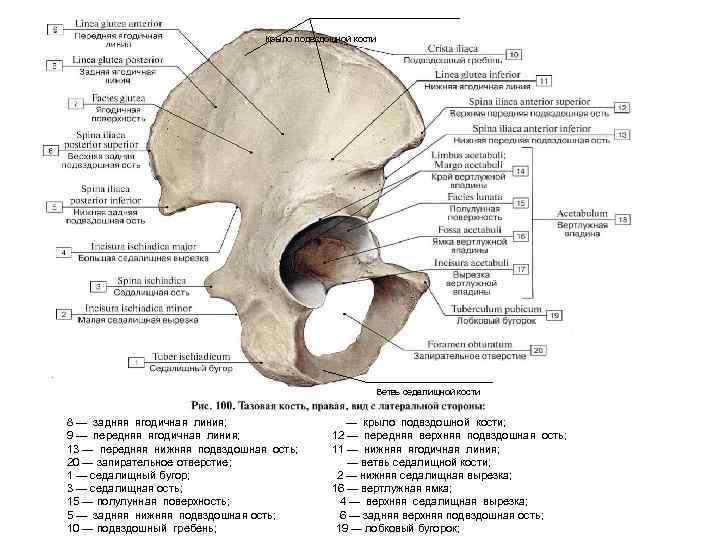 Крыло подвздошной кости Ветвь седалищной кости 8 — задняя ягодичная линия; 9 — передняя