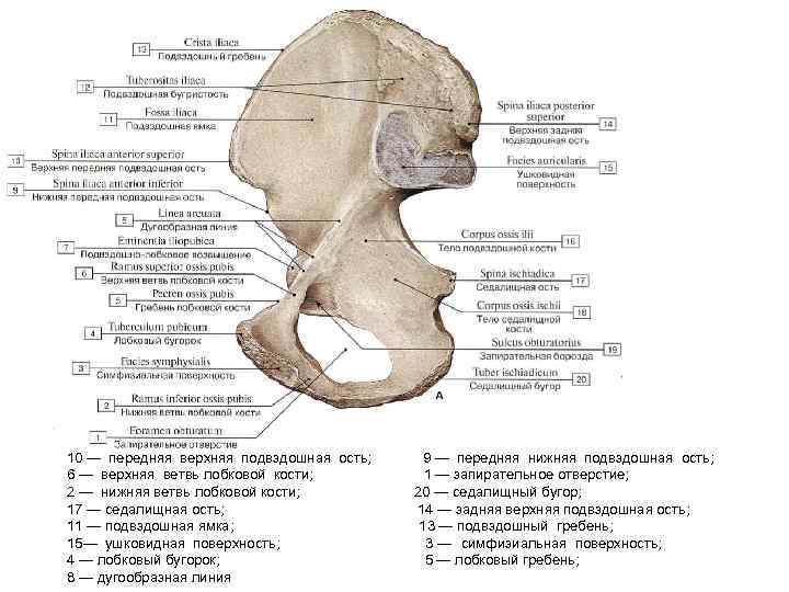 10 — передняя верхняя подвздошная ость; 6 — верхняя ветвь лобковой кости; 2 —