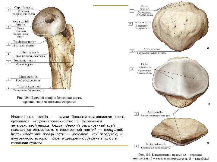 Коленная чашечка строение анатомия фото с описанием костей