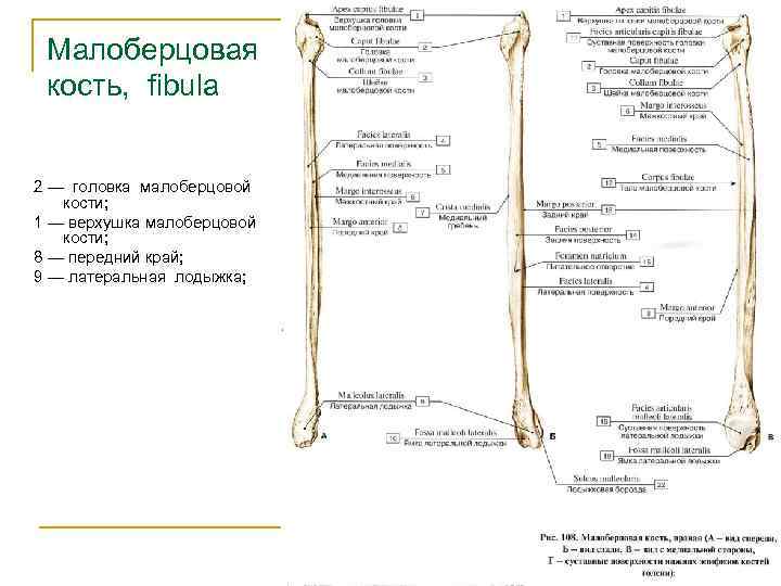 Малоберцовая кость на скелете человека