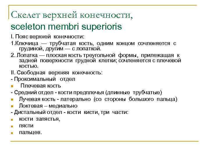 Скелет верхней конечности, sceleton membri superioris I. Пояс верхней конечности: 1. Ключица — трубчатая