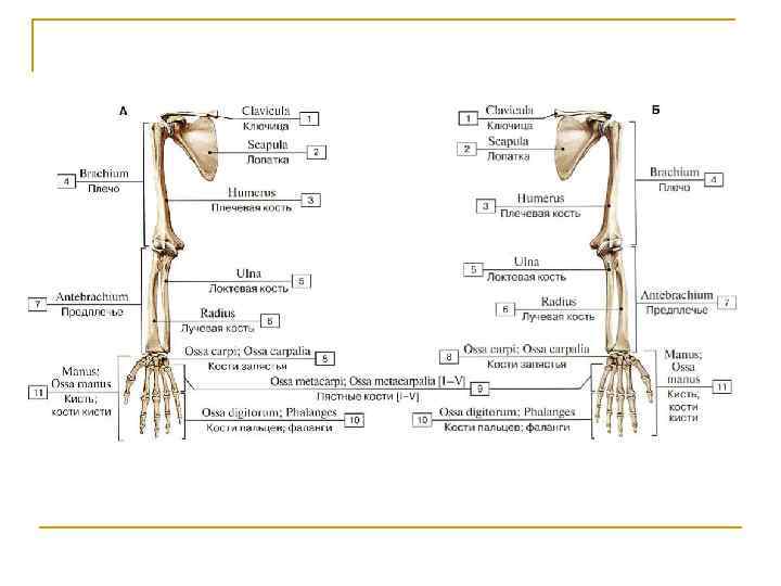 Кости руки названия