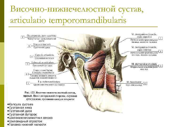 Височно-нижнечелюстной сустав, articulatio temporomandibularis • Капсула сустава • Суставная ямка • Суставной диск •