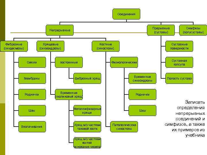 Соединения Прерывные (суставы) Непрерывные Фиброзные (синдесмозы) Хрящевые (синхондрозы) Связки Мембраны Роднички Костные (синостозы) постоянные