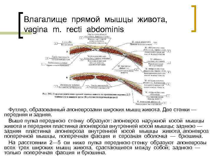 Влагалище прямой мышцы живота, vagina m. recti abdominis Футляр, образованный апоневрозами широких мышц живота.