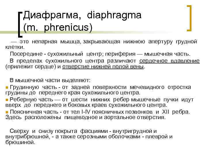 Диафрагма, diaphragma (m. phrenicus) — это непарная мышца, закрывающая нижнюю апертуру грудной клетки. Посередине