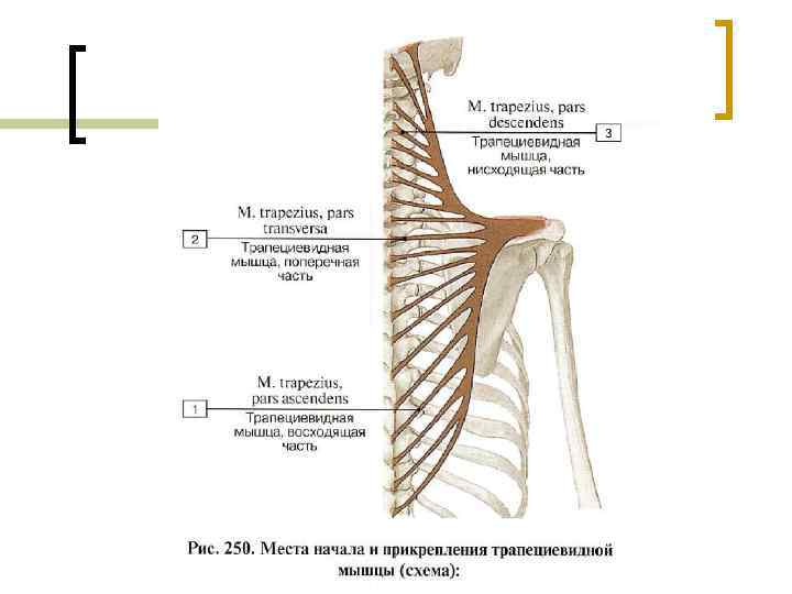 Изображение скелетных мышц