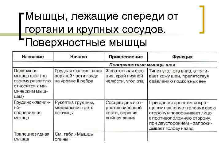 Мышцы, лежащие спереди от гортани и крупных сосудов. Поверхностные мышцы 