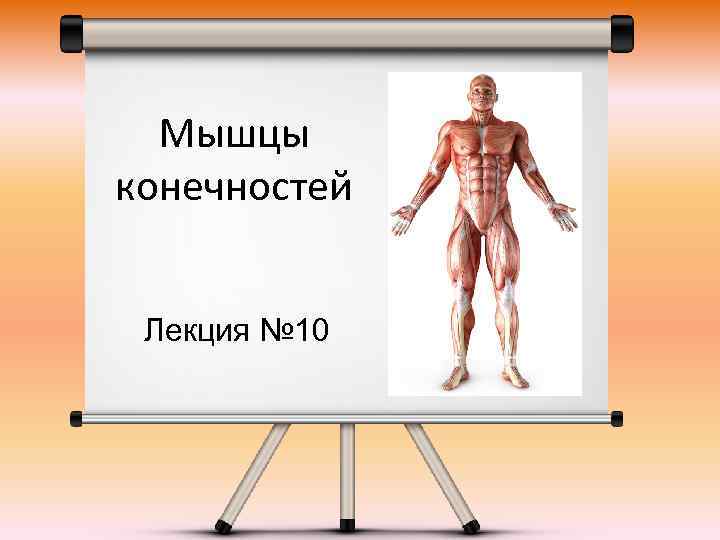 Мышцы конечностей Лекция № 10 