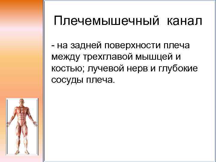 Плечемышечный канал - на задней поверхности плеча между трехглавой мышцей и костью; лучевой нерв