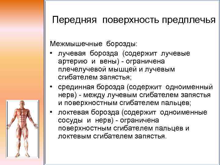 Передняя поверхность предплечья Межмышечные борозды: • лучевая борозда (содержит лучевые артерию и вены) -
