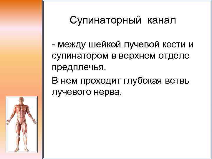 Супинаторный канал - между шейкой лучевой кости и супинатором в верхнем отделе предплечья. В