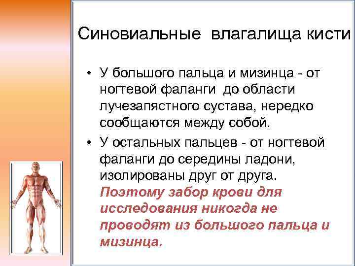 Синовиальные влагалища кисти • У большого пальца и мизинца - от ногтевой фаланги до