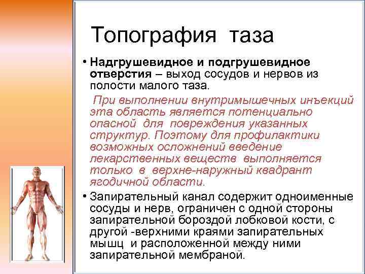Топография таза • Надгрушевидное и подгрушевидное отверстия – выход сосудов и нервов из полости
