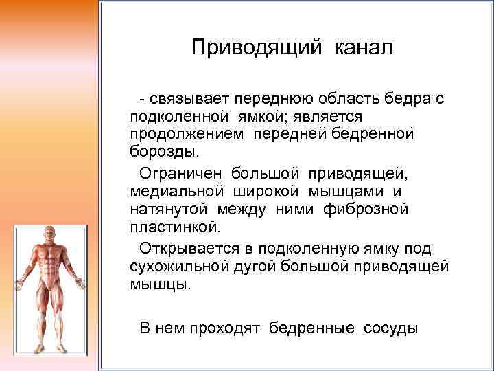 Приводящий канал - связывает переднюю область бедра с подколенной ямкой; является продолжением передней бедренной