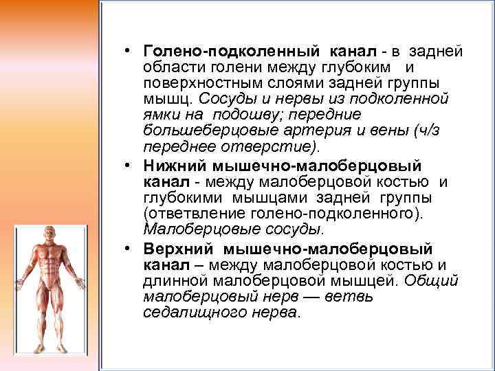  • Голено-подколенный канал - в задней области голени между глубоким и поверхностным слоями