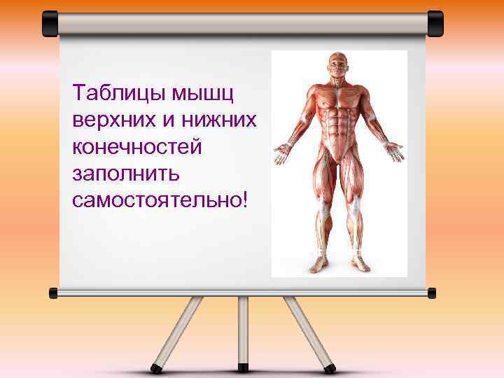 Таблицы мышц верхних и нижних конечностей заполнить самостоятельно! 