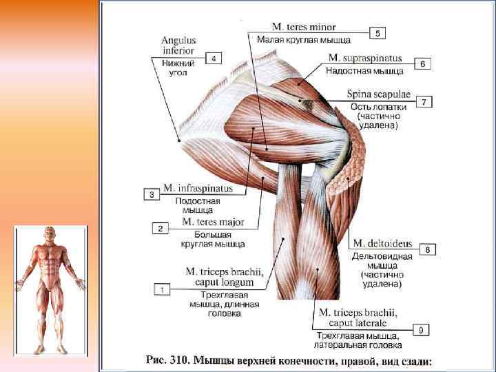 Мышцы плечевого пояса анатомия. Мышцы плечевого пояса и плеча вид сзади. Мышцы верхнего плечевого пояса сзади. Мышцы пояса верхней конечности анатомия. Мышцы верхней конечности мышцы плечевого пояса.