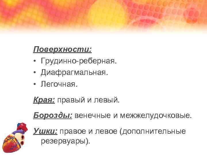 Поверхности: • Грудинно-реберная. • Диафрагмальная. • Легочная. Края: правый и левый. Борозды: венечные и