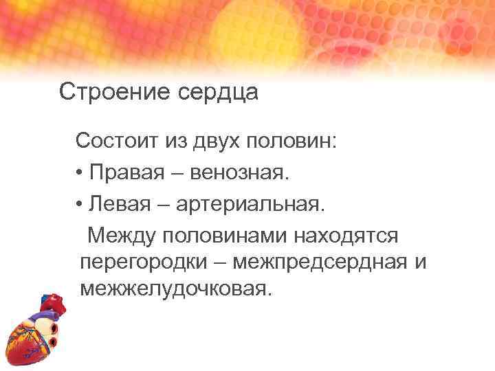 Строение сердца Состоит из двух половин: • Правая – венозная. • Левая – артериальная.