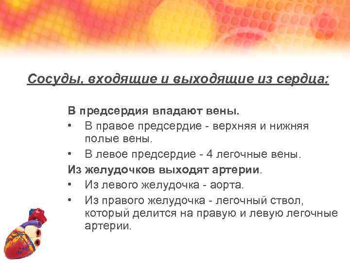 Сосуды, входящие и выходящие из сердца: В предсердия впадают вены. • В правое предсердие