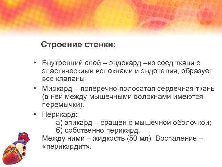 Строение стенки: • Внутренний слой – эндокард –из соед. ткани с эластическими волокнами и