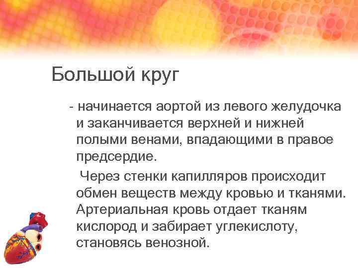 Большой круг - начинается аортой из левого желудочка и заканчивается верхней и нижней полыми