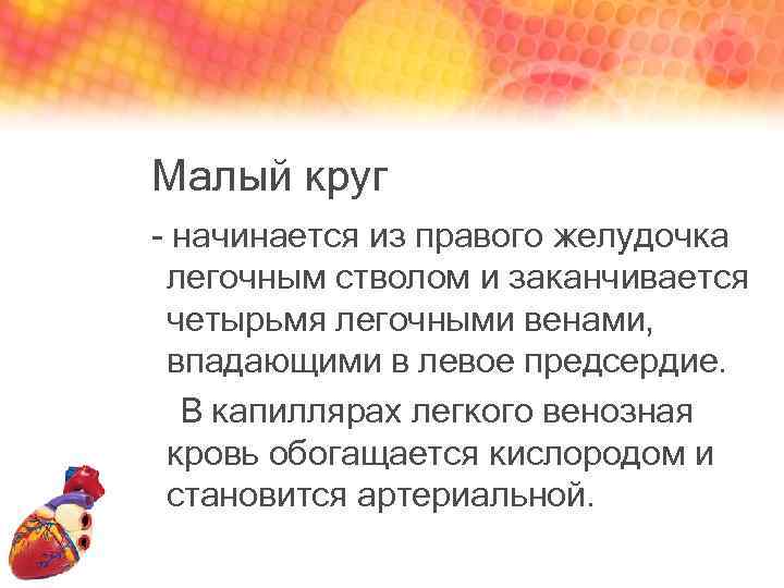 Малый круг - начинается из правого желудочка легочным стволом и заканчивается четырьмя легочными венами,