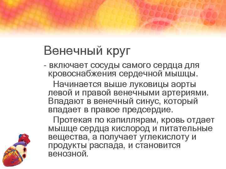 Венечный круг - включает сосуды самого сердца для кровоснабжения сердечной мышцы. Начинается выше луковицы