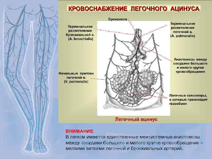 Нижняя полая вена где расположена фото