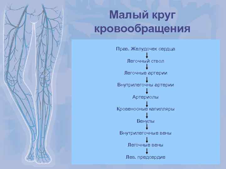 Малый круг кровообращения Прав. Желудочек сердца Легочный ствол Легочные артерии Внутрилегочны артерии Артериолы Кровеносные