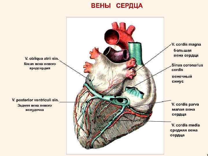 Клапан левого желудочка сердца