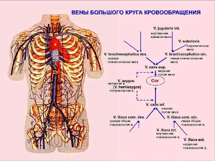 Яремные вены где находятся фото