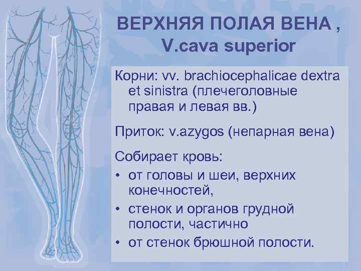 ВЕРХНЯЯ ПОЛАЯ ВЕНА , V. cava superior Корни: vv. brachiocephalicae dextra et sinistra (плечеголовные