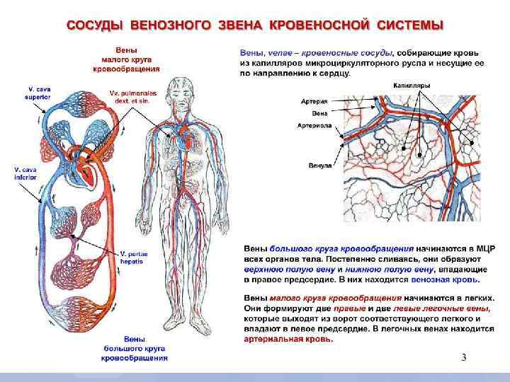 Где находится периферическая вена у человека фото