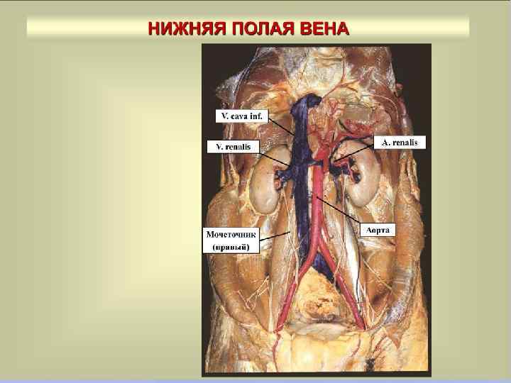 Яремная вена на шее фото