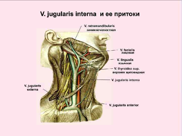 занижнечелюстная лицевая язычная верхняя щитовидная 