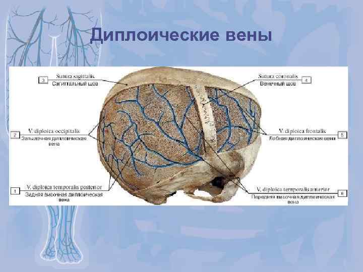 Диплоические вены 