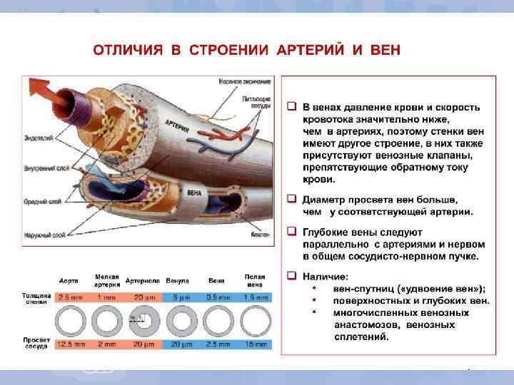 Какие вены имеют клапаны