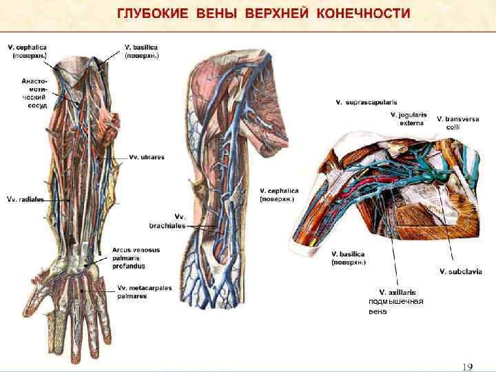 Вены общий план строения