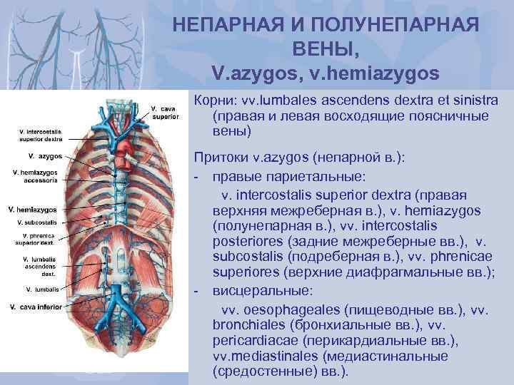 Вены брюшной полости схема