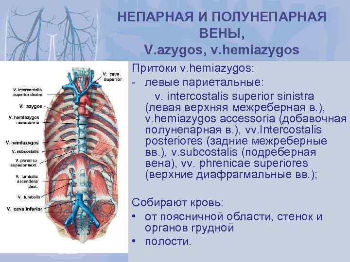 Левая подвздошная вена где находится фото