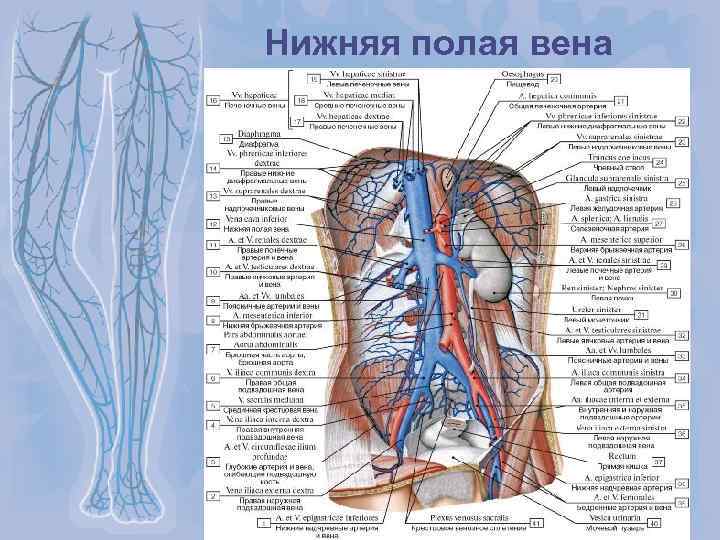 Фото верхняя полая вена